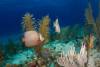 SEAFLOWER_2019-135